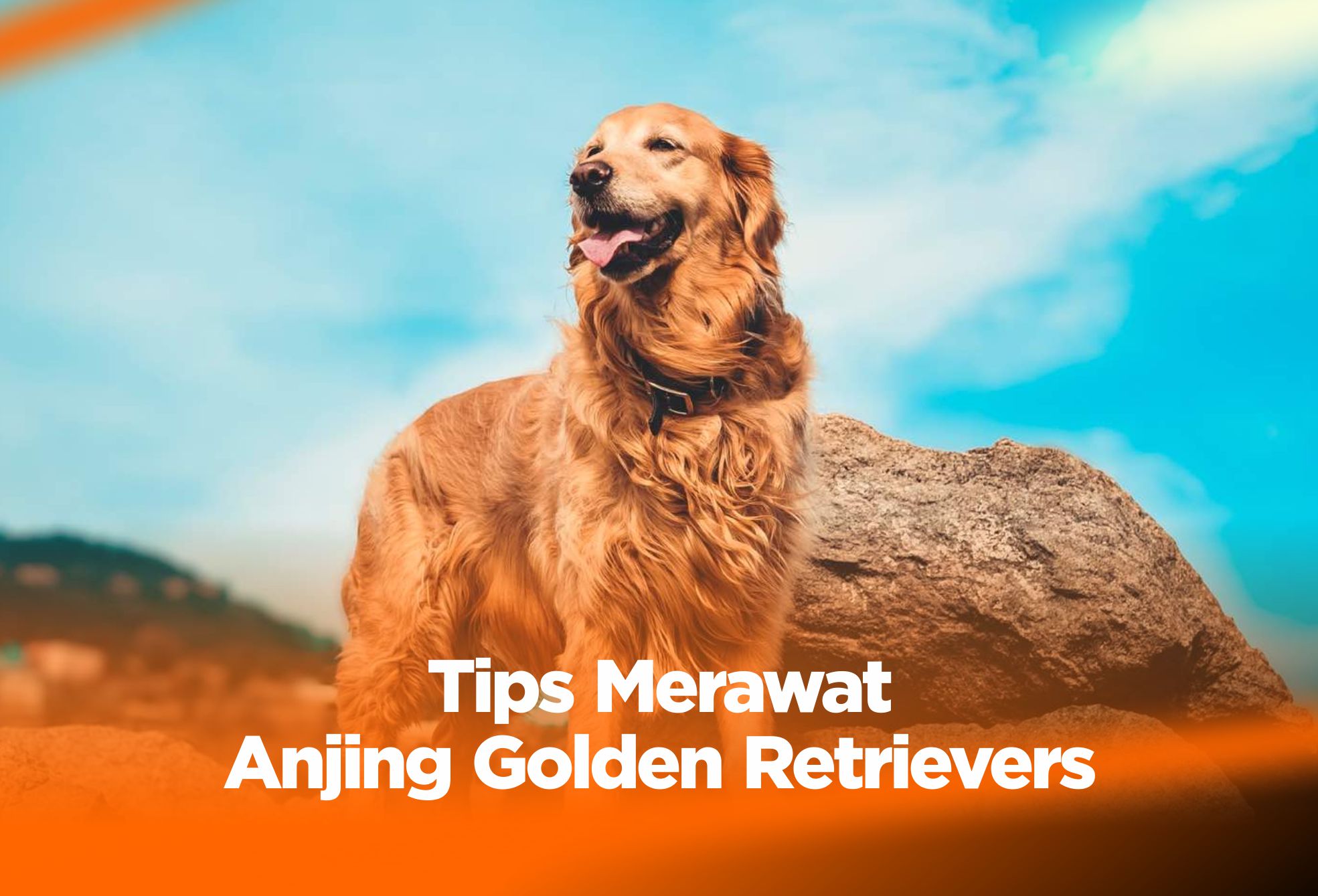 Tips Merawat Anjing Golden Retrievers