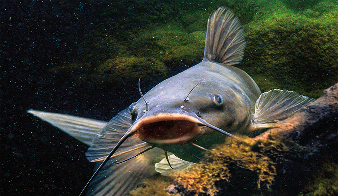 Tips menghilangkan lendir pada tubuh ikan lele