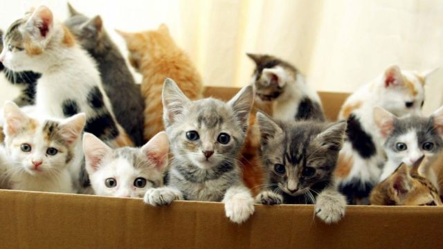 ‘Santap Anak Kucing’ Turis Jepang Dideportasi Dari Turki