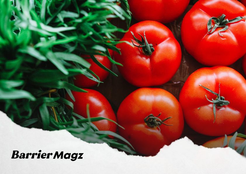 Cara Ampuh Menanam dan Merawat Tanaman Tomat