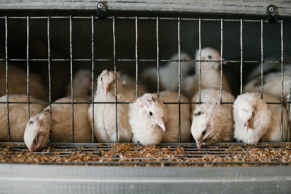 Jepang Sudah Terdeteksi Kasus Flu Burung, Sebanyak 143.000 Ekor Ayam Akan Dimusnahkan !