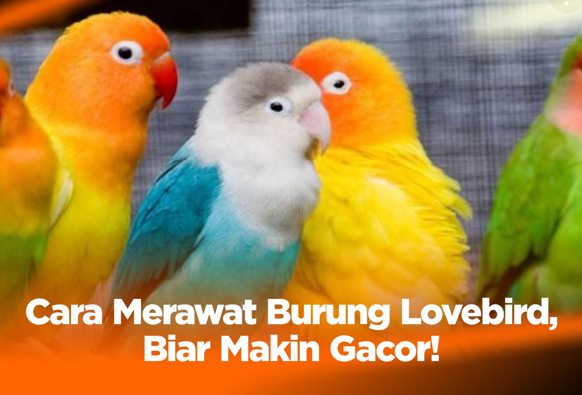 Cara Merawat Burung Lovebird, Biar Makin Gacor!