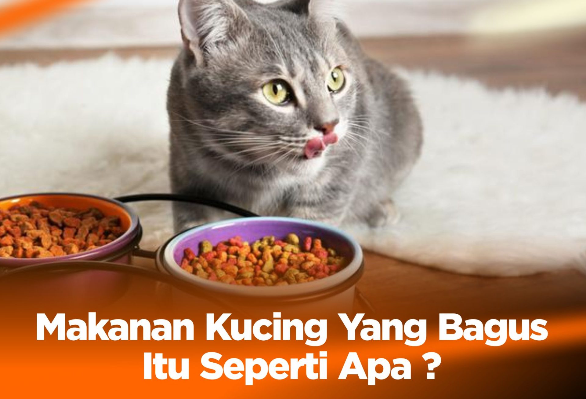 Makanan Kucing Yang Bagus Itu Seperti Apa ?