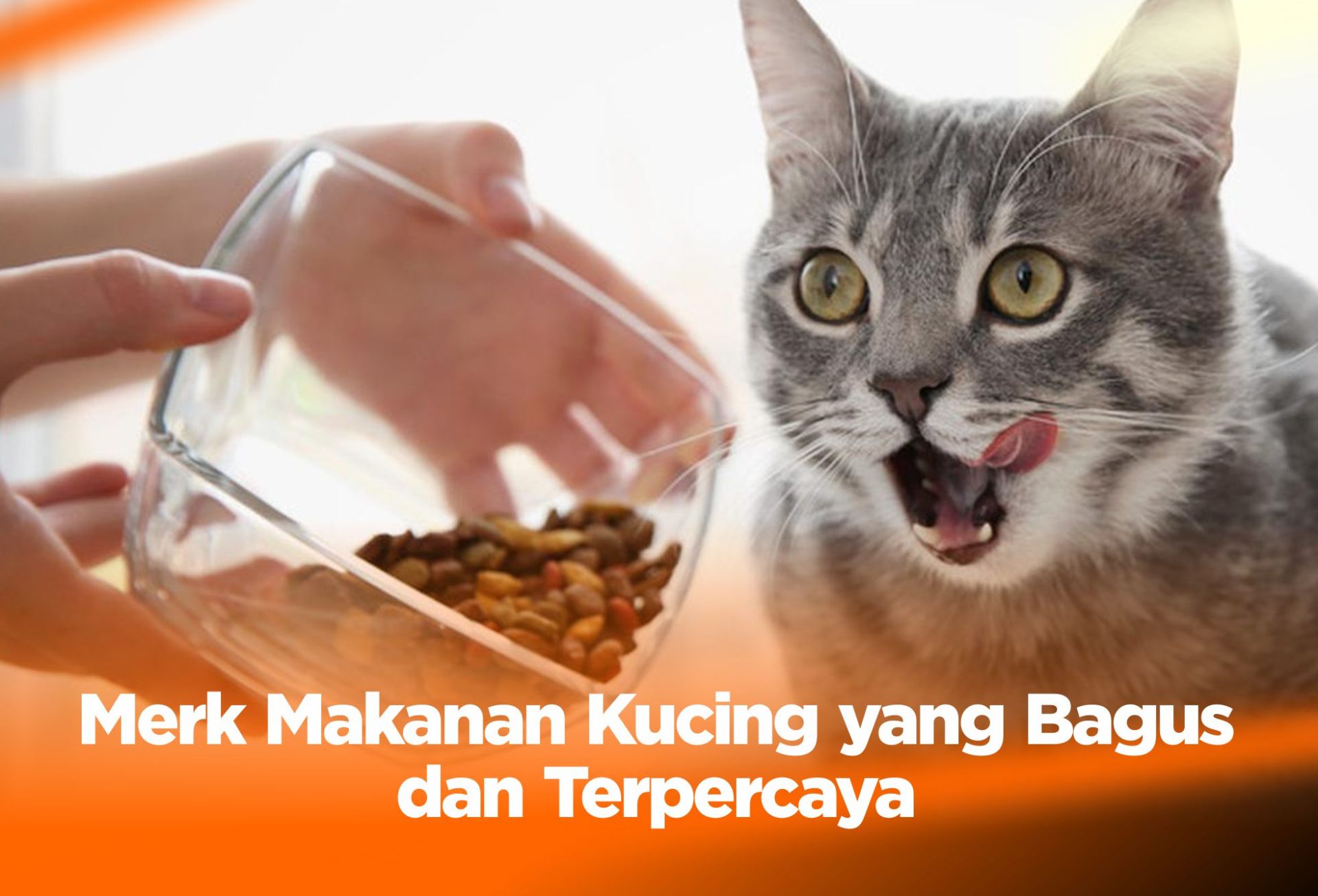 Merk Makanan Kucing yang Bagus dan Terpercaya
