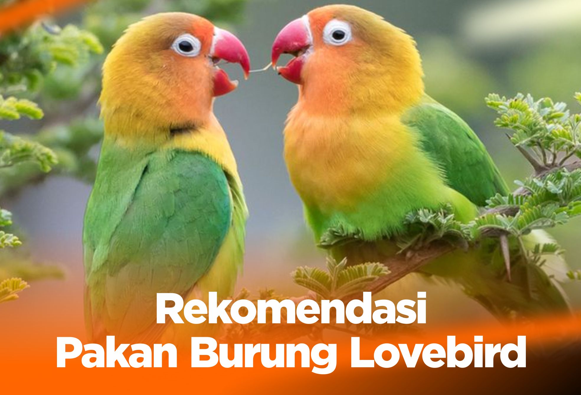 10 Rekomendasi Pakan Burung Lovebird, Biar Makin Gacor!