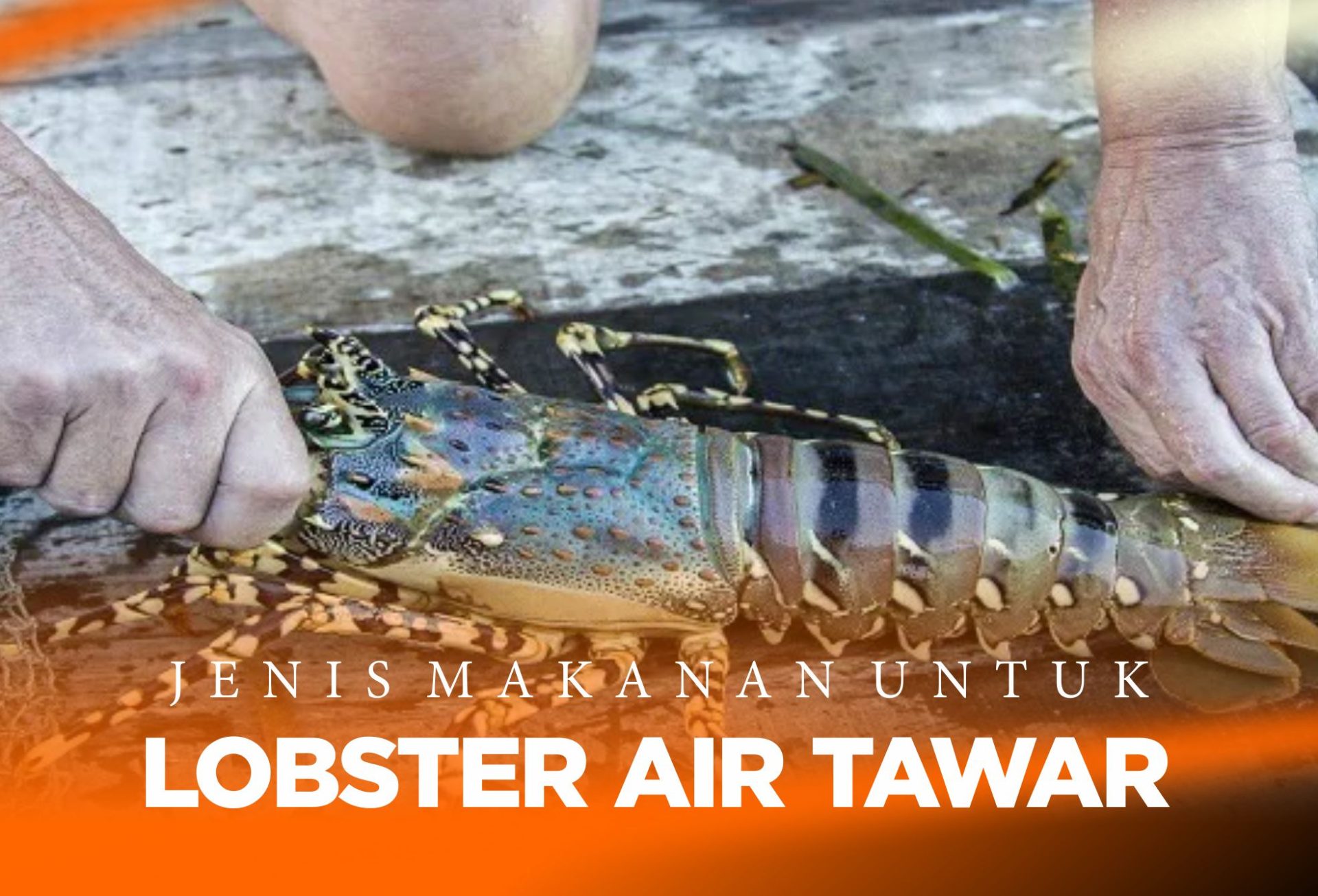 Jenis Makanan Lobster Air Tawar Beserta Kekurangan dan Kelebihannya !