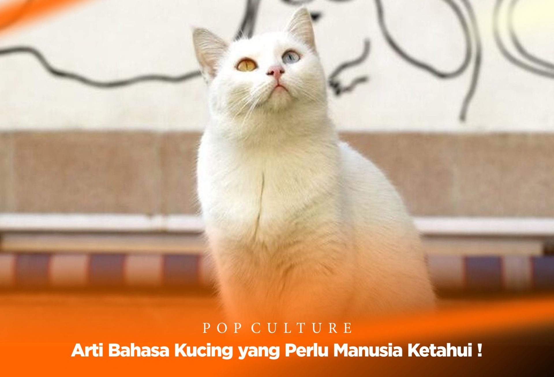 Arti Bahasa Kucing yang Perlu Manusia Ketahui !