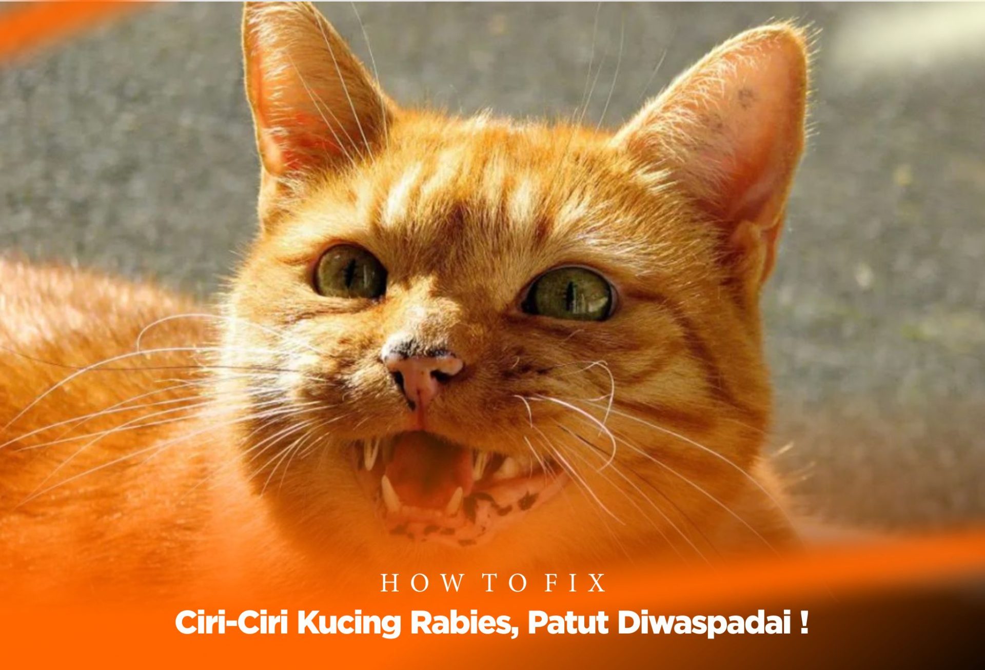 Ciri-Ciri Kucing Rabies, Patut Diwaspadai !