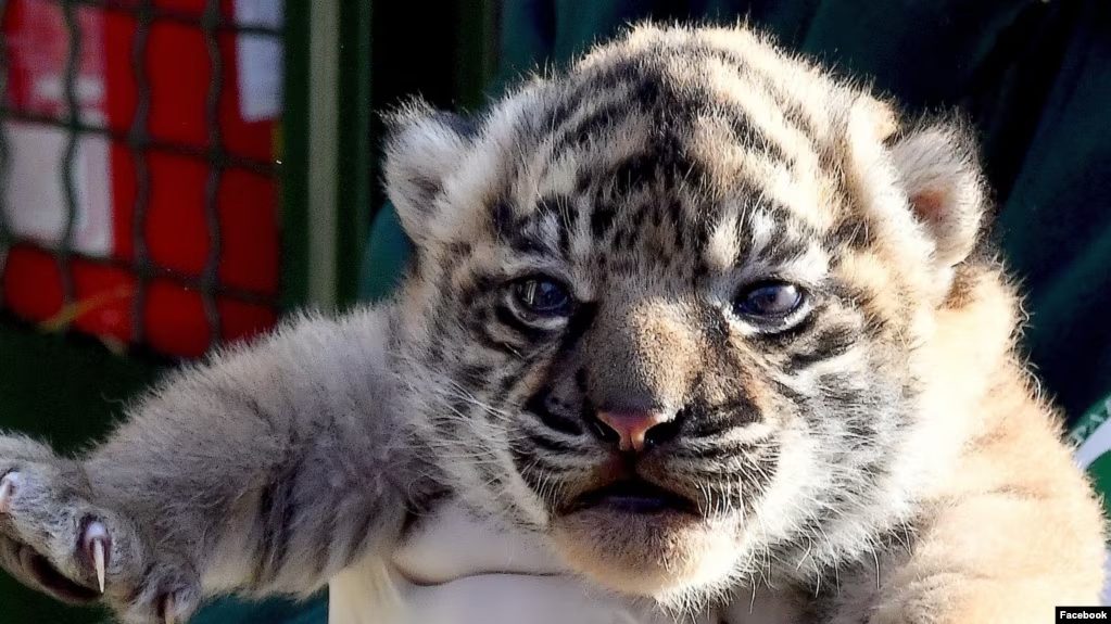 Terima Kashi, Bayi Harimau Sumatera yang Lahir di Kebun Binatang Roma!