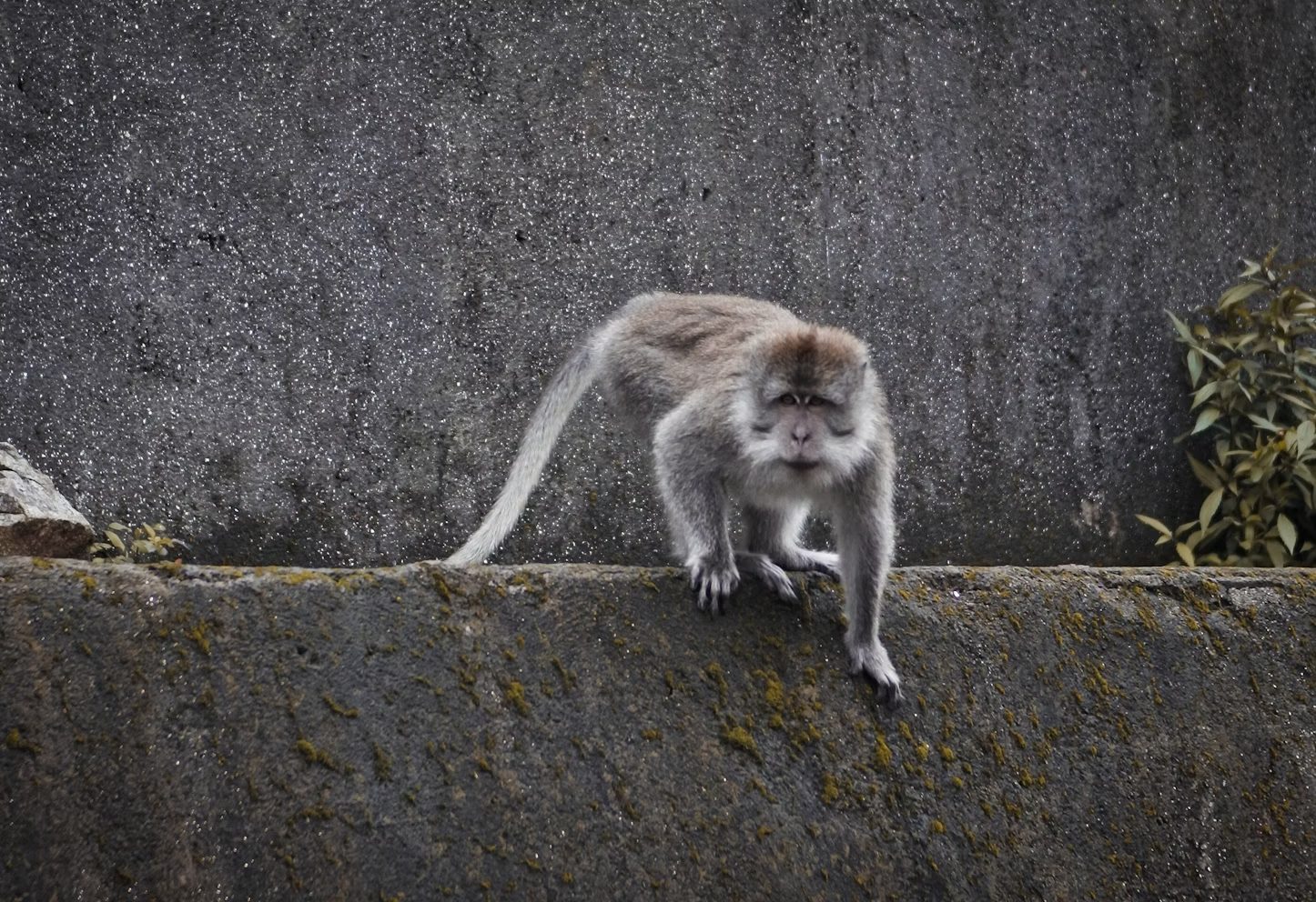 Ketika Paspor Seorang Turis di Bali, Dirusak Monyet!