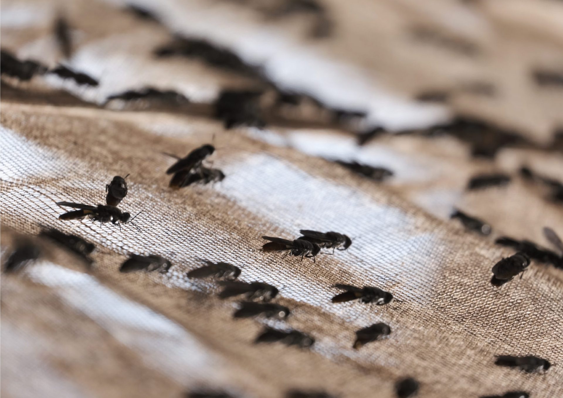 Kintamani Diserbu Ribuan Lalat, Apa Penyebabnya ?