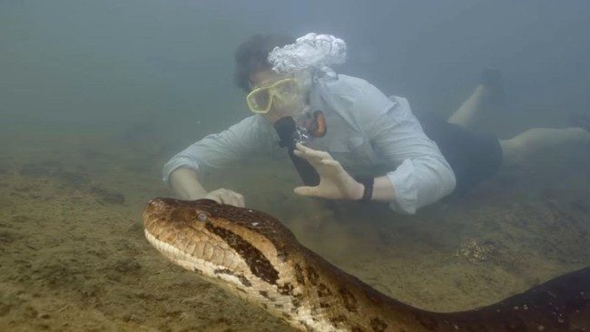 Anaconda Raksasa Mati di Hutan Amazon Brasil: Peneliti Membantah Dugaan Penembakan
