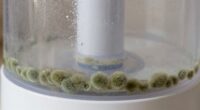 humidifier mold growth