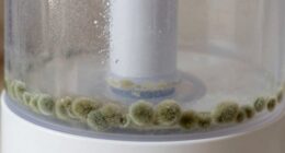 humidifier mold growth